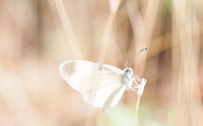 Comprendre le changement : êtes vous en transition ?